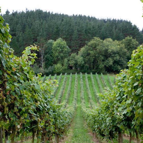 Asesoramiento en recuperación de suelo, fertilización y sanidad del viñedo; NEIKER Tecnalia, Bodega Gorka Izagirre.